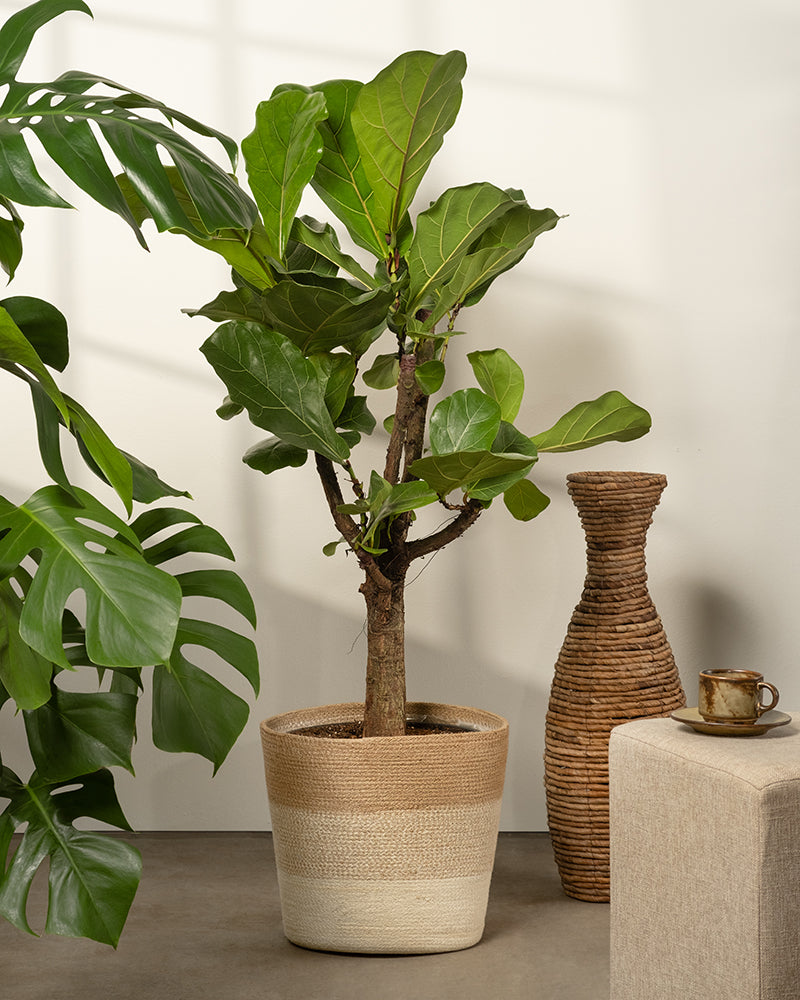 Ein Geigenblatt-Feigenbaum in einem strukturierten beigen Topf steht auf einem glatten Boden. Daneben stehen eine geflochtene Vase und ein quadratischer Hocker mit einer kleinen Tasse und Untertasse. Links ist teilweise eine Monstera-Pflanze in einem Pflanzkorb aus Jute (Lapis | 30 cm Ø) zu sehen, alles gut beleuchtet durch natürliches Licht.
