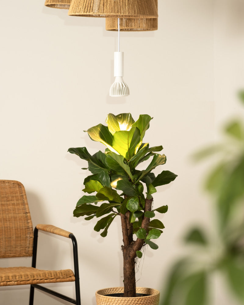 Eine Pappelfeige, eine beliebte Zimmerpflanze, steht in einem geflochtenen Korb neben einem Korbsessel in einem hellen Raum. Darüber hängt die Pendelleuchte 'Corda' von der Decke und lässt ihre üppigen grünen Blätter wunderschön leuchten.