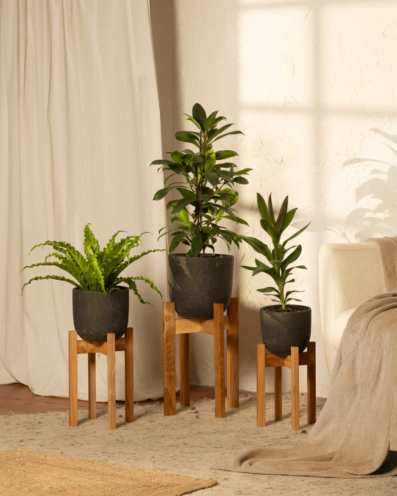 Drei Topfpflanzen auf eleganten Stelion Pflanzenständern (16 cm Ø) schmücken ein gemütliches Wohnzimmer. Sonnenlicht fällt durch ein Fenster und wirft kunstvolle Schatten auf Boden und Wand. Ein gewebter Teppich und ein Teil eines weißen Sofas sind sichtbar und verstärken die warme Atmosphäre.