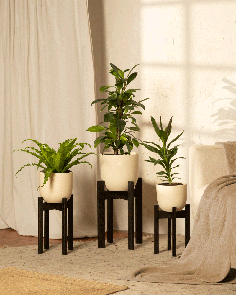 In einem sonnendurchfluteten Raum werden drei Topfpflanzen elegant auf dem Eschenholz Pflanzenständer (Stelion | 16 cm Ø) präsentiert. Von links nach rechts sieht man einen Farn, einen Gummibaum und eine Drachenbaum, die in Töpfen 16 cm gedeihen. Die hellen Vorhänge und ein gemütliches beiges Sofa vervollständigen den ruhigen Hintergrund.