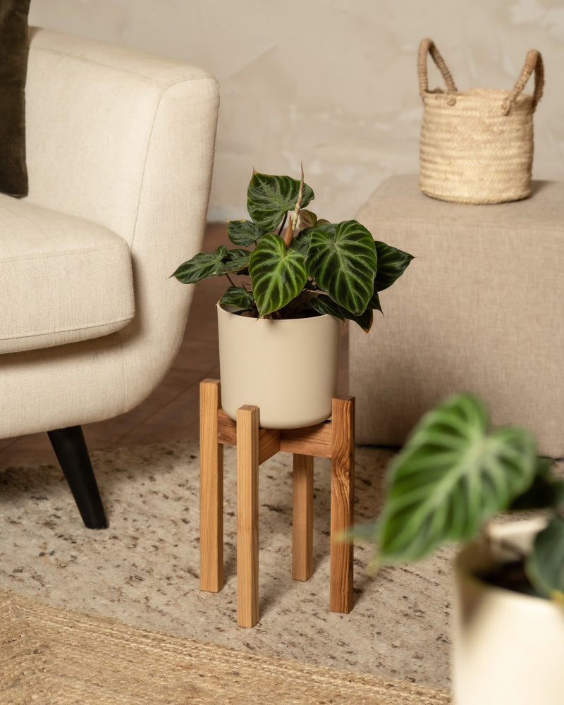 Pflanzenständer (Stelion | 16 cm Ø)