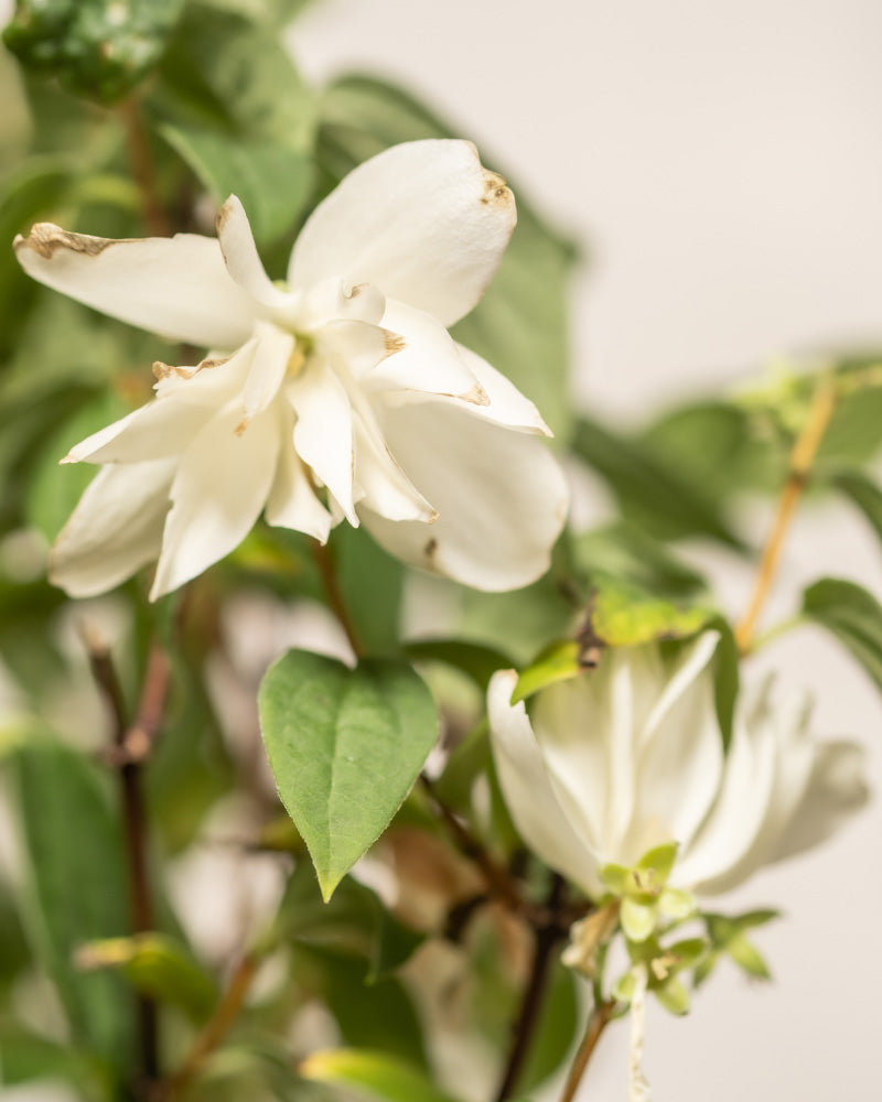 Blumen der Pfeifenstrauch 'Snowbelle'