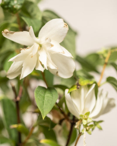 Blumen der Pfeifenstrauch 'Snowbelle'