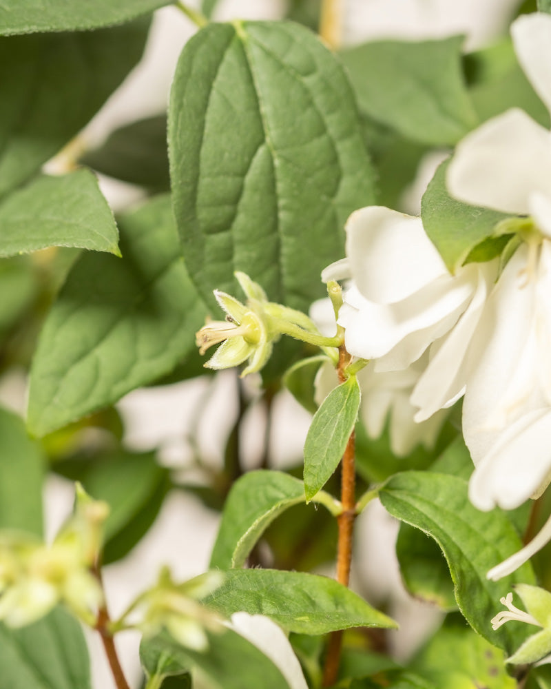 Detailaufnahme vom Pfeifenstrauch 'Snowbelle' 