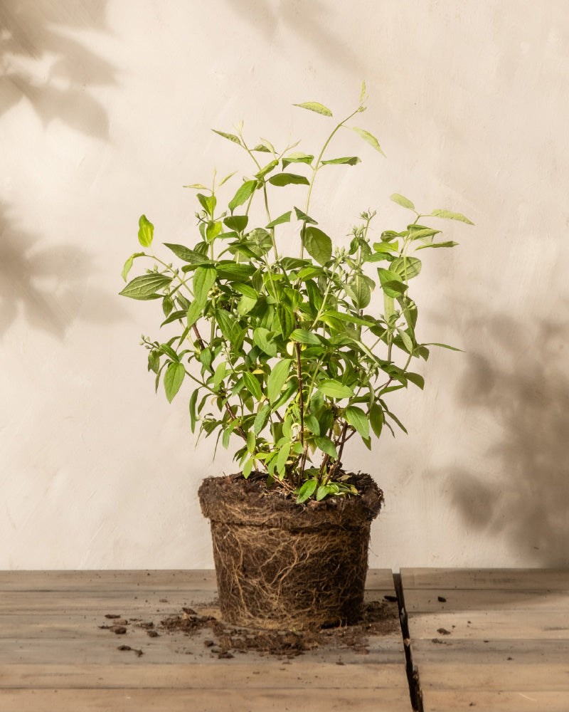 Pfeifenstrauch 'Snowbelle'