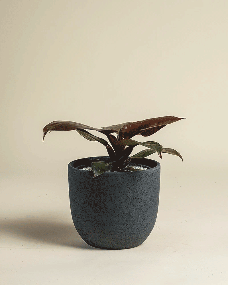 Ein kleiner Philodendron 'Red Sun' - mit dunkelgrünen, glänzenden Blättern in einem matten, dunkelgrauen Topf, vor einem hellbeigen Hintergrund - ein stilvoller Akzent und natürlicher Sonnenschutz für Ihren Raum.