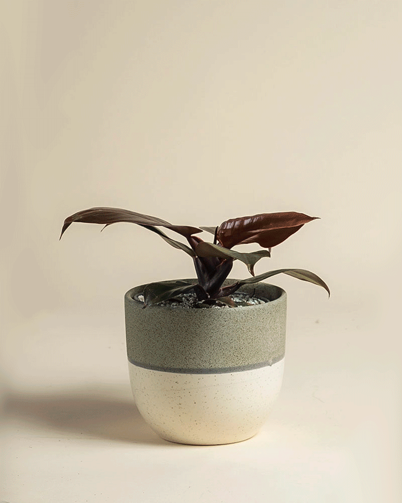 Ein kleiner Philodendron 'Red Sun' - fey mit dunklen, glänzenden Blättern sitzt in einem zweifarbigen Keramiktopf - oben grau, unten cremefarben - vor einem schlichten beigen Hintergrund.