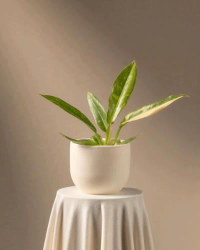 Eine seltene Philodendron 'Ring of Fire' Babypflanze mit langen grünen Blättern steht auf einem runden Tisch, der mit einem cremefarbenen Tuch bedeckt ist. Der Topf ist schlicht, hellbeige, ideal für Pflanzenanfänger, vor einem warmen, neutralen Hintergrund mit sanfter Beleuchtung.