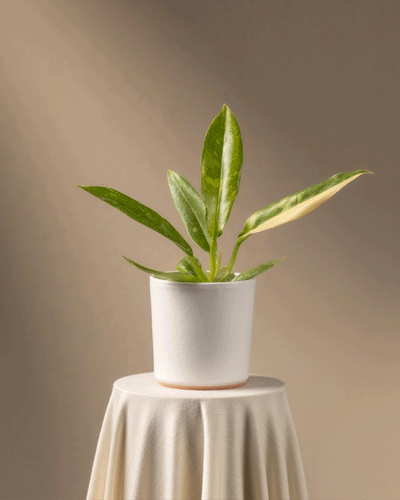 Eine seltene Philodendron 'Ring of Fire' Babypflanze, mit länglichen Blättern, ruht auf einem kleinen runden Tisch, der mit einem hellen Tuch bedeckt ist. In sanftes Licht getaucht vor einem weichen beigen Hintergrund wird sie zu einer verlockenden Wahl für Pflanzenanfänger*innen.