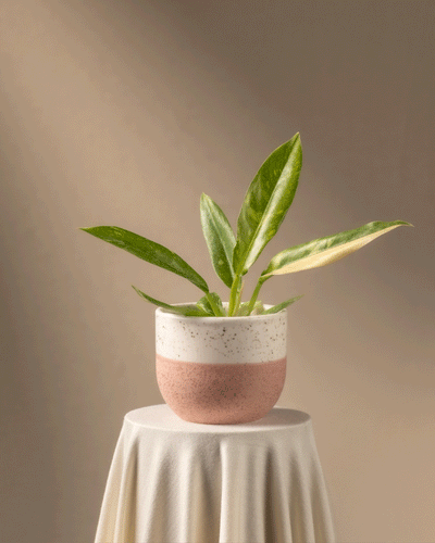 Eine wunderschöne Philodendron 'Ring of Fire' Babypflanze mit langen grünen Blättern ziert einen runden, gesprenkelten rosa-weißen Keramiktopf auf einem drapierten Sockel vor einem sanften braunen Hintergrund, ideal für Pflanzenanfänger*innen. Sonnenlicht erhellt sanft die heitere Szene.