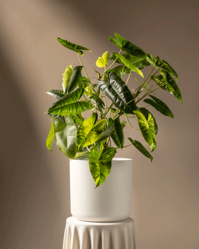 Ein kräftiger Philodendron burle marx variegata mit großen Blättern steht in einem weißen Topf auf einem drapierten Sockel. Weiches Licht wirft Schatten und hebt das Laub vor dem neutralen Hintergrund hervor. So wird diese seltene Schönheit zum Beweis exquisiter Pflanzenpflege.