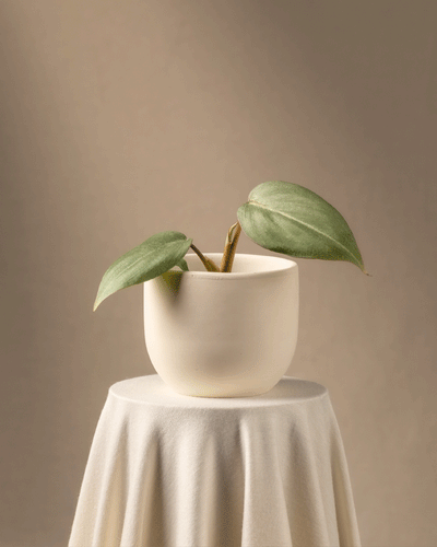 Eine Philodendron gloriosum Babypflanze mit zwei großen Blättern steht in einem einfachen weißen Keramiktopf auf einem runden Tisch mit einem weißen Tuch vor einem beigen Hintergrund, wodurch eine minimalistische Ästhetik entsteht, die diese seltene Pflanze hervorhebt.