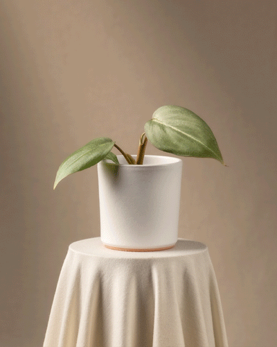 Eine Philodendron gloriosum Babypflanze steht in einem weißen Topf auf einem runden Tisch mit beigem Tuch. Der schlichte, gedämpfte braune Hintergrund schafft eine minimalistische Komposition, die diese botanische Rarität hervorhebt.