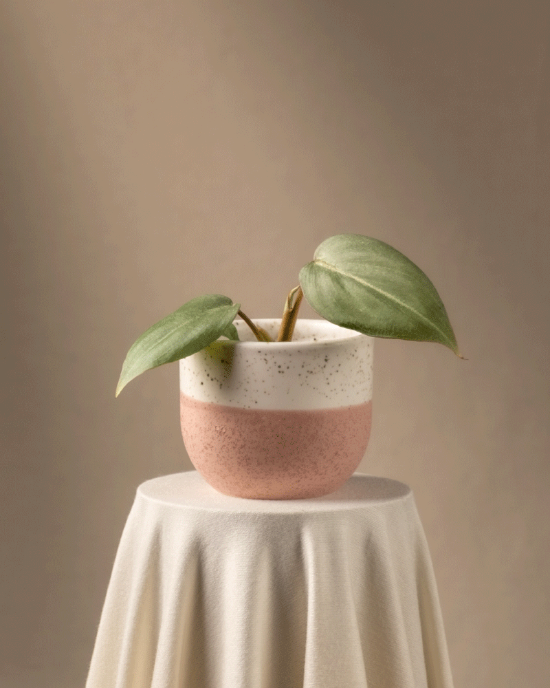 Eine Philodendron gloriosum Babypflanze mit breiten grünen Blättern in einem rosa und weiß gesprenkelten Keramiktopf ruht auf einer drapierten Tischdecke vor einem sanft beigen Hintergrund und schafft so eine minimalistische und heitere Atmosphäre, die diese seltene Pflanze perfekt zur Geltung bringt.