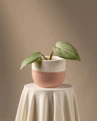 Eine Philodendron gloriosum Babypflanze mit breiten grünen Blättern in einem rosa und weiß gesprenkelten Keramiktopf ruht auf einer drapierten Tischdecke vor einem sanft beigen Hintergrund und schafft so eine minimalistische und heitere Atmosphäre, die diese seltene Pflanze perfekt zur Geltung bringt.