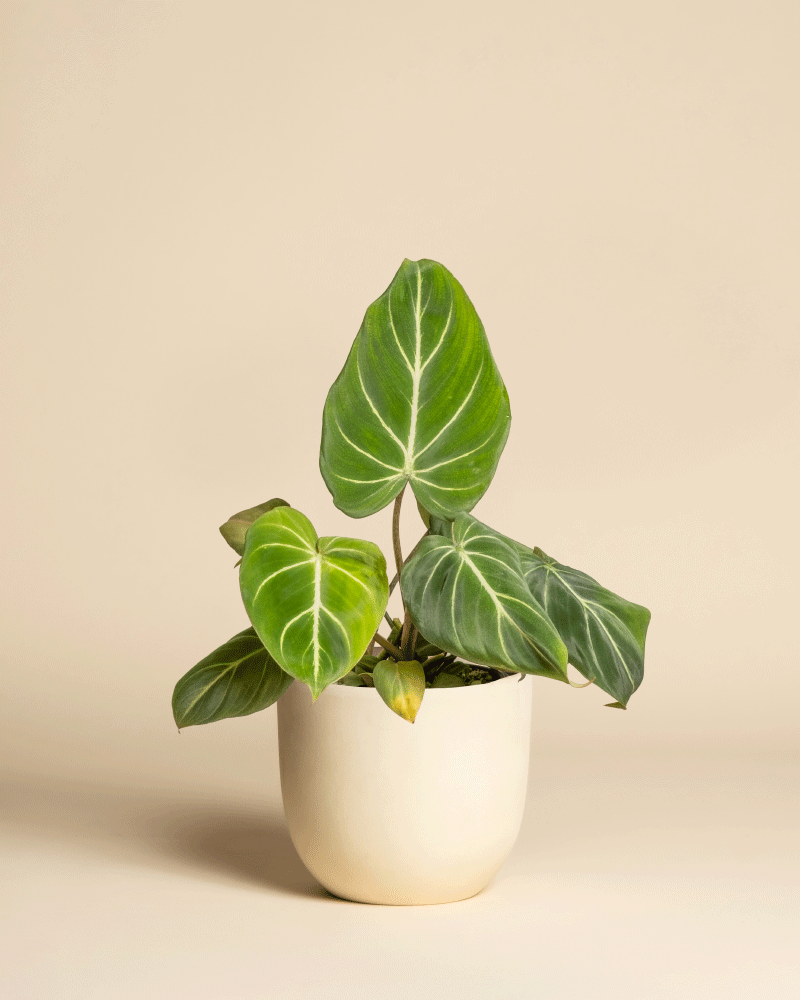 Der Philodendron gloriosum - feey hat große, samtige Blätter mit auffälligen weißen Adern. Er steht in einem einfachen weißen Topf vor einem schlichten beigen Hintergrund. Auch bekannt als Baumfreund.