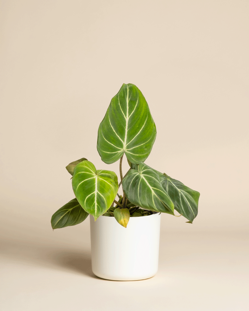 Der Philodendron gloriosum - feey zeichnet sich durch große, samtige, herzförmige grüne Blätter mit weißen Adern in einem einfachen weißen Topf aus, die sich schön von einem beigen Hintergrund abheben.