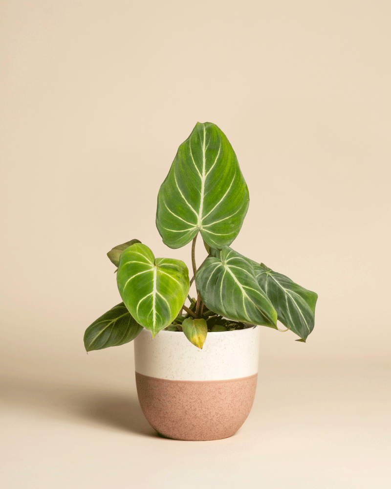 Ein Philodendron gloriosum - feey mit großen, herzförmigen Samtblättern und auffälligen weißen Adern in einem beige-rosa Keramiktopf hebt sich von einem schlichten beigen Hintergrund ab.