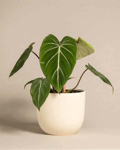 Philodendron gloriosum in unterschiedlichen Direito Töpfen von feey