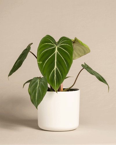 Philodendron gloriosum in unterschiedlichen Kunststofftöpfen von feey