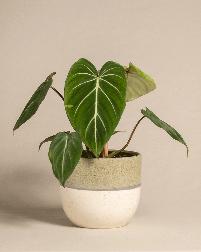 Philodendron gloriosum in unterschiedlichen Varaido Töpfen von feey