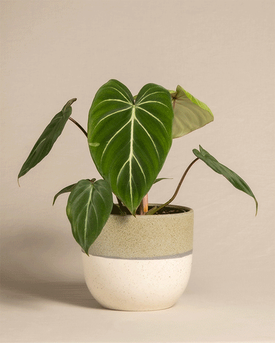 Philodendron gloriosum in unterschiedlichen Varaido Töpfen von feey