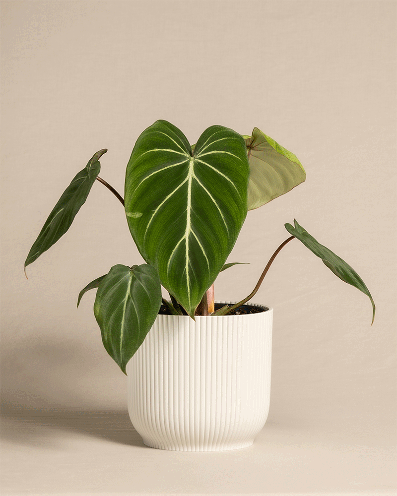  Philodendron gloriosum in unterschiedlichen Vibestöpfen von feey