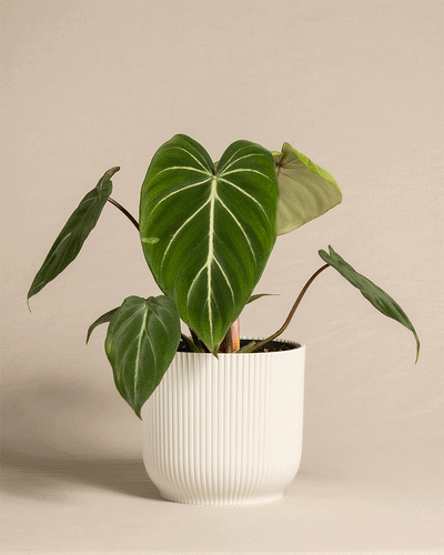  Philodendron gloriosum in unterschiedlichen Vibestöpfen von feey