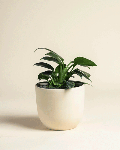 Ein kleiner Philodendron 'Imperal Green' - feey mit üppigen, breiten Blättern sitzt in einem einfachen, cremefarbenen Keramiktopf vor einem schlichten, hellbeigen Hintergrund.