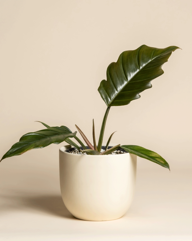 Der Philodendron 'Pluto' - feey, eine seltene Pflanze für Sammler, zeichnet sich durch große, glänzend grüne Blätter in einem einfachen cremefarbenen Keramiktopf vor einem schlichten beigen Hintergrund aus.