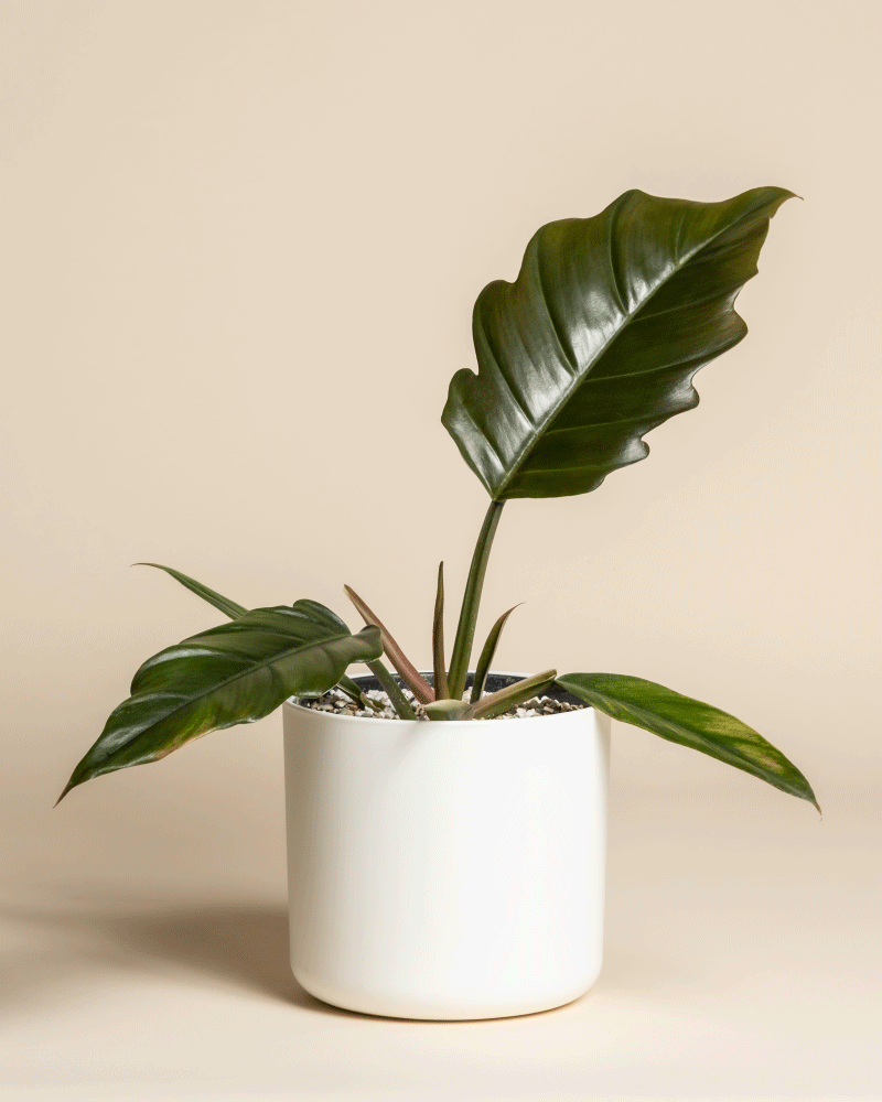 Der seltene Philodendron 'Pluto' - feey, mit großen, glänzend grünen Blättern, wächst in einem weißen runden Topf vor einem schlichten beigen Hintergrund - eine echte Rarität für jeden Pflanzensammler.