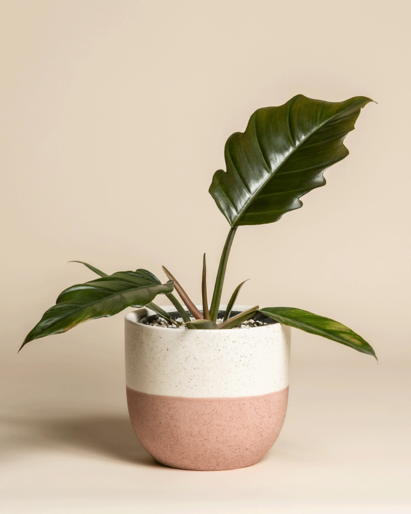 Der Philodendron 'Pluto' - feey mit seinen großen, glänzend grünen Blättern in einem eleganten weiß-rosa Keramiktopf ist ein Muss für jeden Pflanzensammler - eine elegante Rarität, die Ihre Sammlung aufwertet.