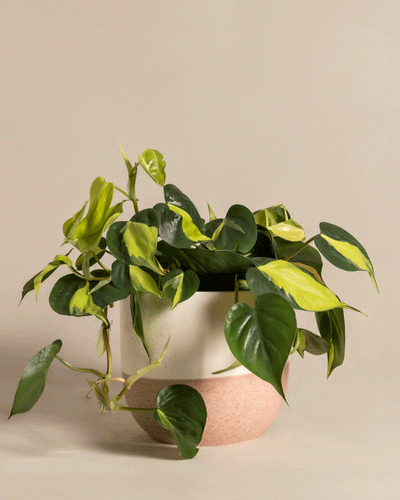 Philodendron scandens Brasil im verschiedenen 'Variado' Keramik-Topf von feey