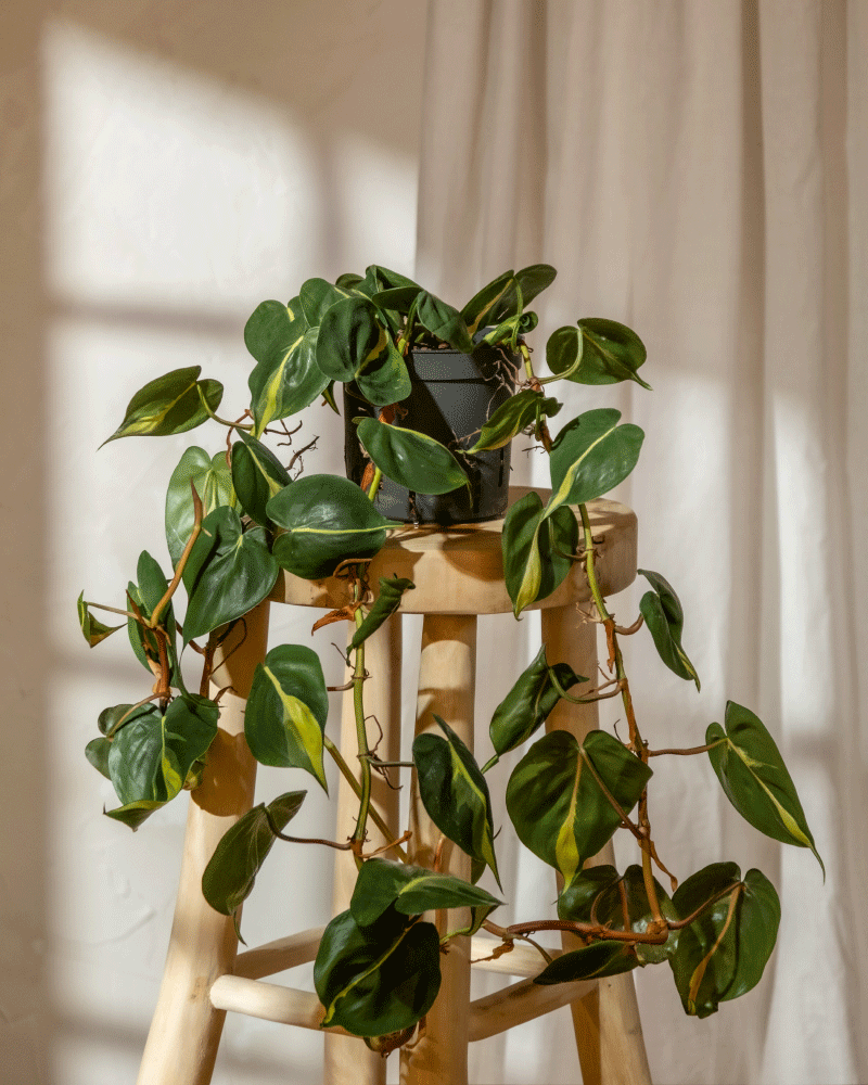 Hydro • Philodendron scandens Brasil