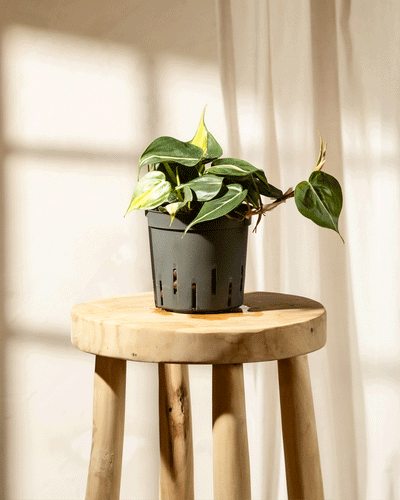 Ein Hydro • Philodendron scandens Brasil, auch Baumfreund genannt, steht auf einem Holzhocker, seine langen Ranken hängen herab. Die Pflanze steht in einem schwarzen Topf, der für Hydrokultur geeignet ist, und der Raum hat weiches Tageslicht. 