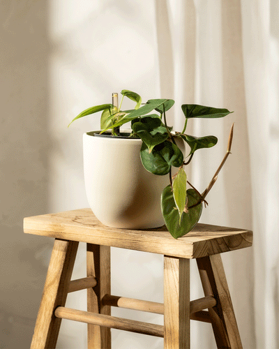 Ein Hydro • Philodendron scandens mit herzförmigen Blättern ruht auf einem Holzhocker. Sonnenlicht wirft weiche Schatten auf einen weißen Vorhang im Hintergrund und schafft so eine ruhige und natürliche Atmosphäre.