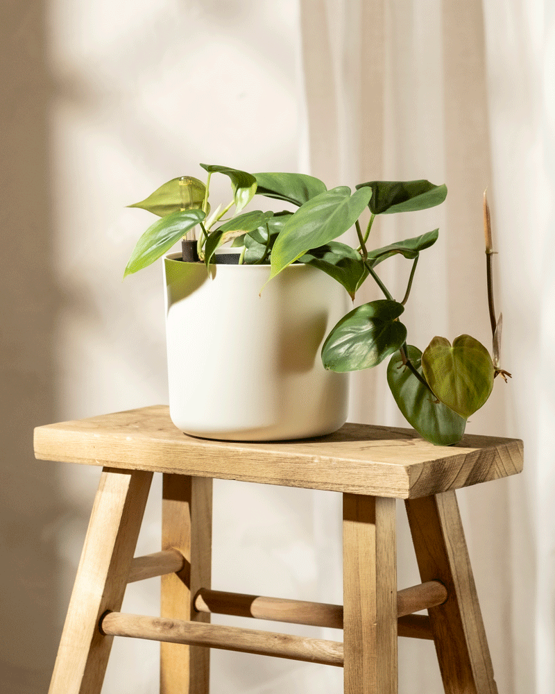 Ein grüner Hydro-Philodendron scandens mit herzförmigen Blättern steht in einem sonnendurchfluteten Raum auf einem Holzhocker. Das Sonnenlicht wirft sanfte Schatten auf die Wand dahinter und hebt das glänzende Laub der Pflanze hervor. Dieser pflegeleichte Baumfreund schafft eine ruhige und natürliche Atmosphäre.