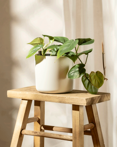 Ein grüner Hydro-Philodendron scandens mit herzförmigen Blättern steht in einem sonnendurchfluteten Raum auf einem Holzhocker. Das Sonnenlicht wirft sanfte Schatten auf die Wand dahinter und hebt das glänzende Laub der Pflanze hervor. Dieser pflegeleichte Baumfreund schafft eine ruhige und natürliche Atmosphäre.