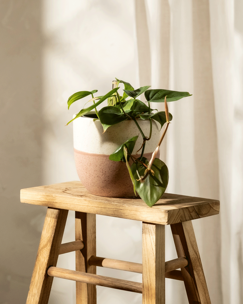 Ein kleiner Hydro • Philodendron scandens in einem beigen und braunen Topf steht auf einem Holzhocker. Seine herzförmigen Blätter sind leuchtend grün, und das Sonnenlicht wirft sanfte Schatten auf die Wand dahinter, wodurch dieser pflegeleichte Baumfreund besonders gut zur Geltung kommt.