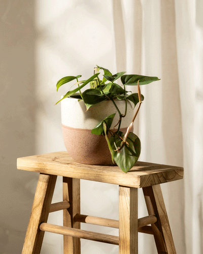 Ein kleiner Hydro • Philodendron scandens in einem beigen und braunen Topf steht auf einem Holzhocker. Seine herzförmigen Blätter sind leuchtend grün, und das Sonnenlicht wirft sanfte Schatten auf die Wand dahinter, wodurch dieser pflegeleichte Baumfreund besonders gut zur Geltung kommt.