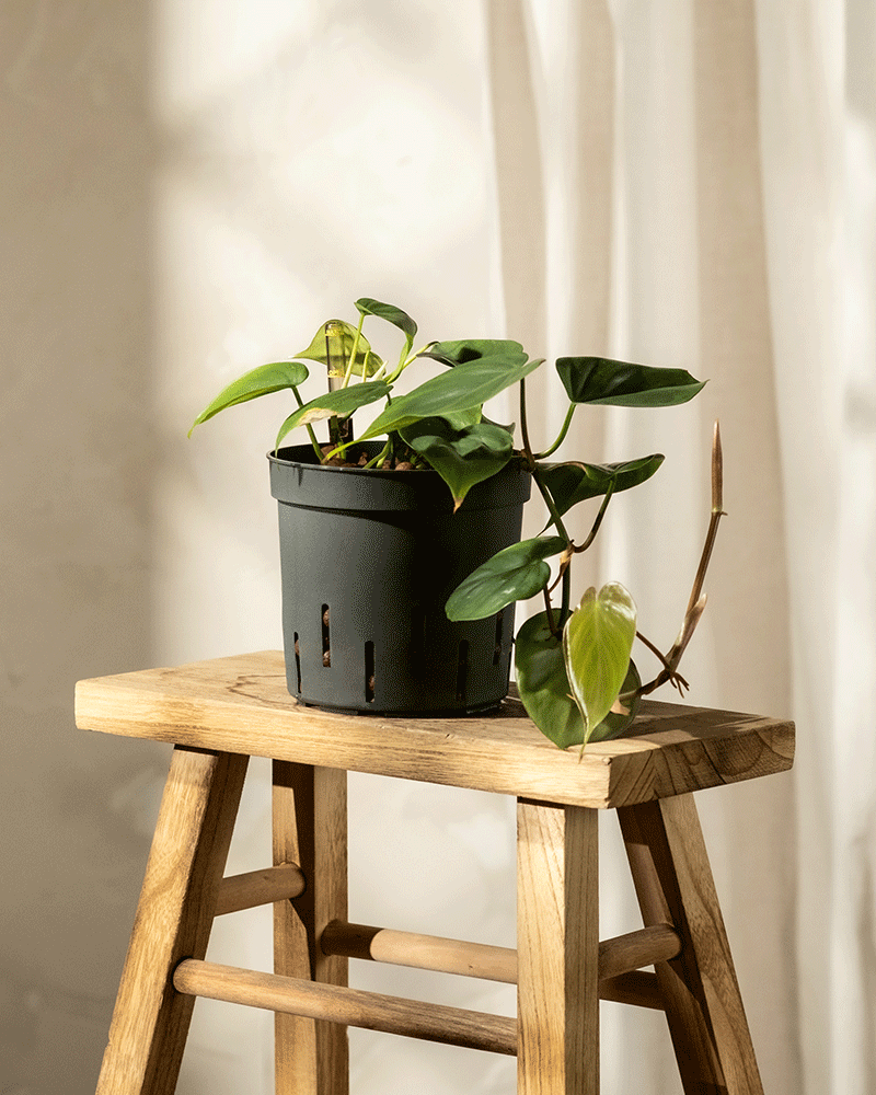 Ein Hydro • Philodendron scandens mit herzförmigen Blättern steht auf einem Holzhocker vor durchsichtigen weißen Vorhängen. Das Sonnenlicht fällt sanft über die Szene, hebt diese pflegeleichte Zimmerpflanze hervor und erzeugt weiche Schatten.