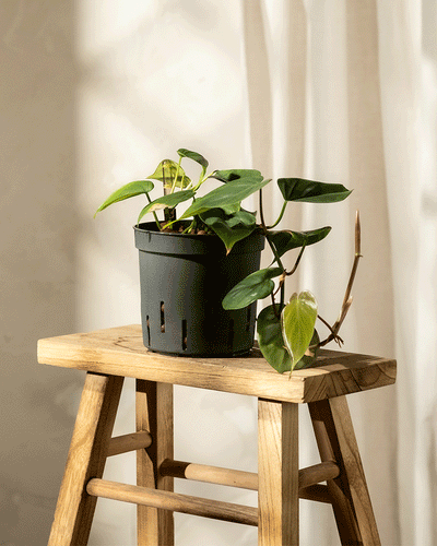 Ein Hydro • Philodendron scandens mit herzförmigen Blättern steht auf einem Holzhocker vor durchsichtigen weißen Vorhängen. Das Sonnenlicht fällt sanft über die Szene, hebt diese pflegeleichte Zimmerpflanze hervor und erzeugt weiche Schatten.