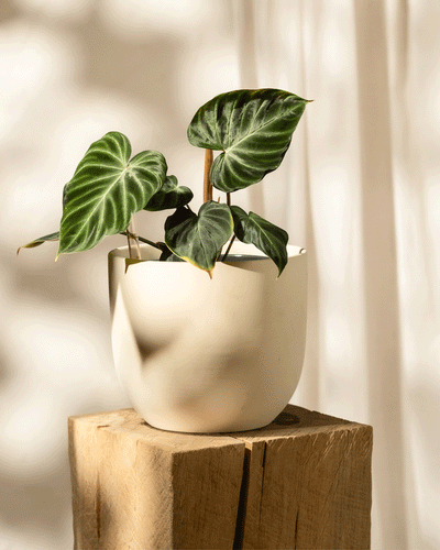 Der bemerkenswerte samtigere Philodendron verrucosum aus der Hydro-Kollektion steht in einem cremefarbenen Topf auf einer Holzoberfläche. Seine großen grünen herzförmigen Blätter werden durch natürliches Licht vor einem leicht strukturierten Hintergrund sanft hervorgehoben.