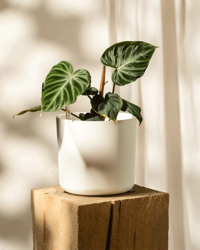 Ein Hydro-Philodendron verrucosum mit breiten dunkelgrünen Blättern steht in einem weißen Topf, elegant auf einem Holzblock thronend, wobei das Sonnenlicht weiche Schatten auf einen Hintergrund aus Lichtvorhängen wirft.