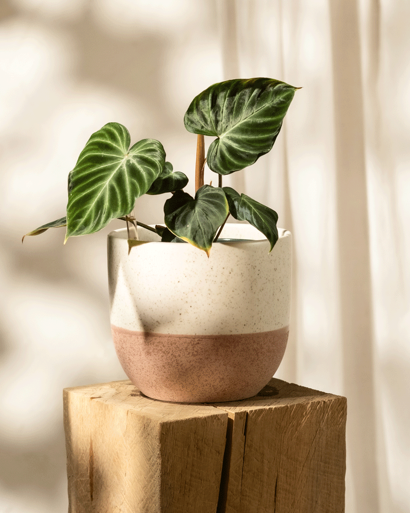 Der Hydro-Philodendron verrucosum, bekannt für seine großen glänzend grünen Blätter, steht in einem runden zweifarbigen Pflanzgefäß auf einem Holzhocker. Sonnenlicht wirft sanfte Schatten auf einen hellen Hintergrund und strahlt Wärme und Gelassenheit aus.