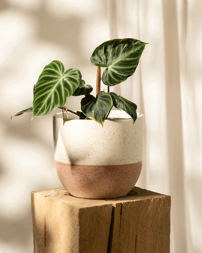 Der Hydro-Philodendron verrucosum, bekannt für seine großen glänzend grünen Blätter, steht in einem runden zweifarbigen Pflanzgefäß auf einem Holzhocker. Sonnenlicht wirft sanfte Schatten auf einen hellen Hintergrund und strahlt Wärme und Gelassenheit aus.