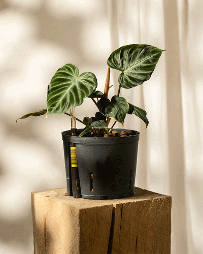 Der Hydro • Philodendron verrucosum mit seinen großen, dunkelgrünen herzförmigen Blättern ruht auf einem Holzblock. Der sanft beleuchtete Hintergrund trägt zur ruhigen Atmosphäre bei.