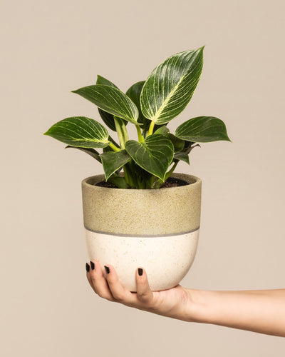 Eine Hand mit dunkel lackierten Nägeln hält einen Philodendron Birkin „White Measure“ im Topf vor einem hellbeigen Hintergrund. Die Pflanze hat große, glänzend grüne Blätter mit auffälligen weißen Adern. Der Topf hat ein natürliches, minimalistisches Design mit einer strukturierten beigen oberen Hälfte und einer glatten, cremefarbenen unteren Hälfte.
