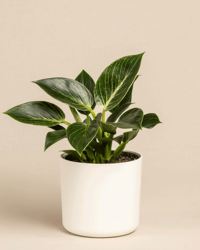 Ein grüner Philodendron Birkin „White Measure“ mit bunten Blättern steht in einem schlichten weißen Topf. Die dunkelgrünen, mit weißen Streifen verzierten Blätter bilden einen auffälligen Kontrast. Diese elegante Pflanze steht vor einem schlichten beigen Hintergrund, was ihre Schönheit unterstreicht.