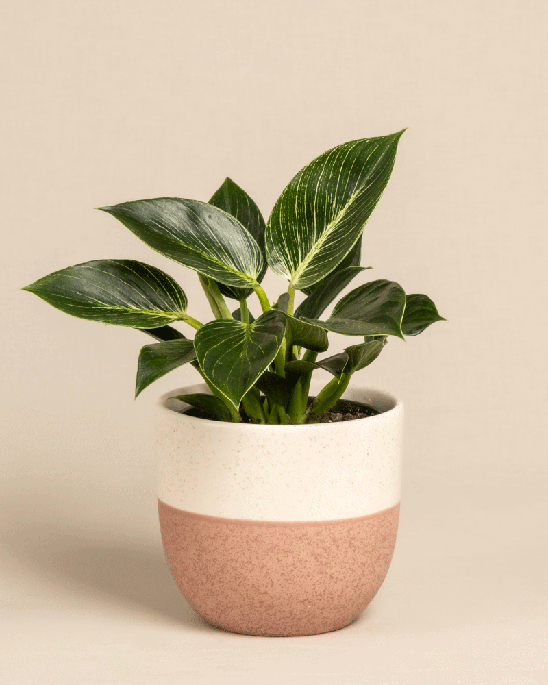 Ein Philodendron Birkin „White Measure“ mit breiten, dunkelgrünen Blättern mit hellgrünen Adern, in einem zweifarbigen Keramiktopf. Der Topf hat eine weiße obere Hälfte und eine rosa-braune untere Hälfte, und der Hintergrund ist schlicht und beige.